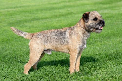 Border Terrier Health: Few Concerns & Key Breed Insights