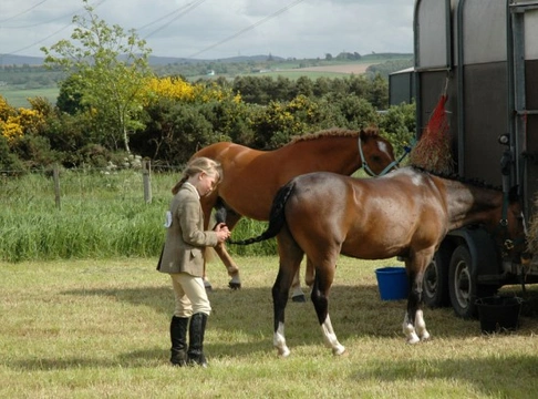 Effective Solutions for Problems with Loading & Transporting Horses
