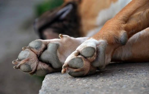 What Do Your Dog’s Carpal Pads Do?