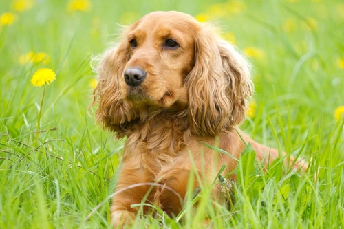 Cocker Spaniel Ear Problems: Causes, Treatment & Prevention