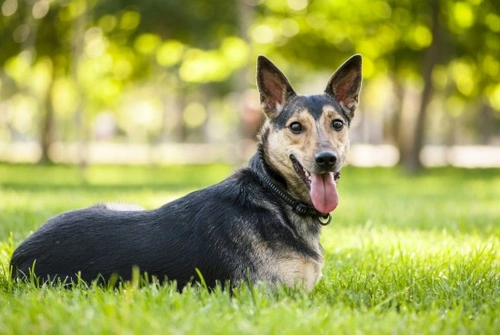 Skin Allergies in Dogs: New Promising Treatments Explained