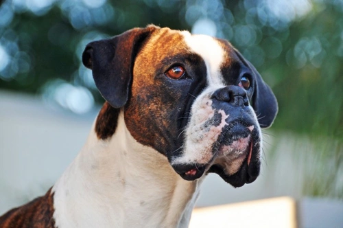 Gastric Carcinoma in Dogs: Comprehensive 2025 Guide