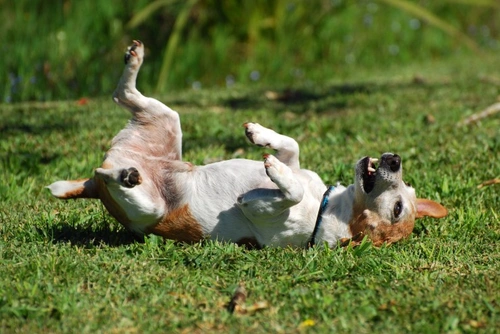 Pruritus in Dogs: Causes, Symptoms & Treatment Guide