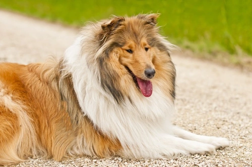 PRA RCD2 Testing for Rough & Smooth Collies Explained