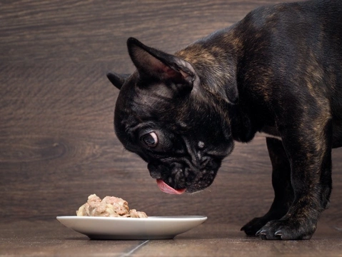Síntomas de alergias alimentarias en cachorros: qué observar