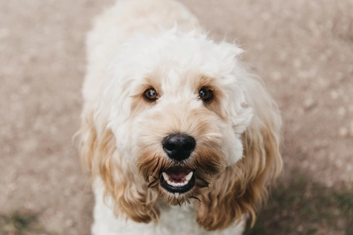 Why Popular Hybrid Dog Types Fluctuate in Rankings Quickly