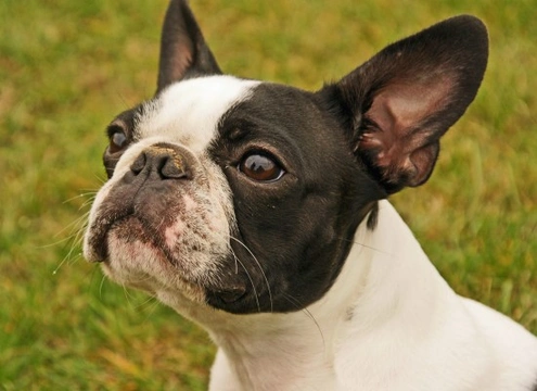 8 Top Facts About the Boston Terrier Breed