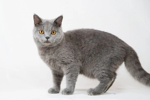 8 Essential Tips to Keep Your Cat Healthy for Life