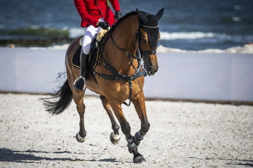 Tokyo 2020 Olympics: Ensuring Horse Welfare in Heat