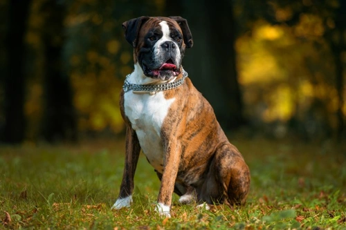 Canine hypothyroidism: Symptoms, Diagnosis & Treatment Guide