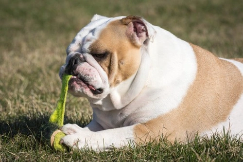 Oesophageal Blockage in Dogs: Signs, Diagnosis & Treatment