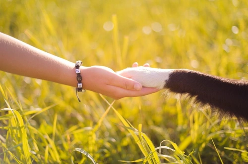 5 Smart Ways to Save Money on Dog Insurance