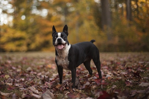 3 Small Dog Breeds with Big Personalities