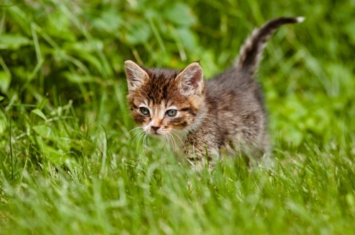 Pets and pesticides: Protect your cat and dog safely