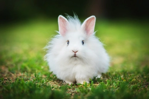Common Mites and Parasites Your Rabbit May Contract