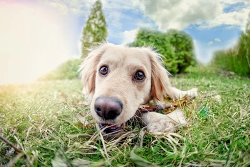 8 consejos de seguridad esenciales para dueños de perros