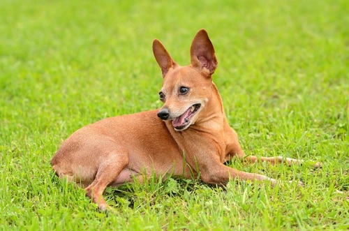 10 tratamientos efectivos para mantener a tu perro libre de pulgas
