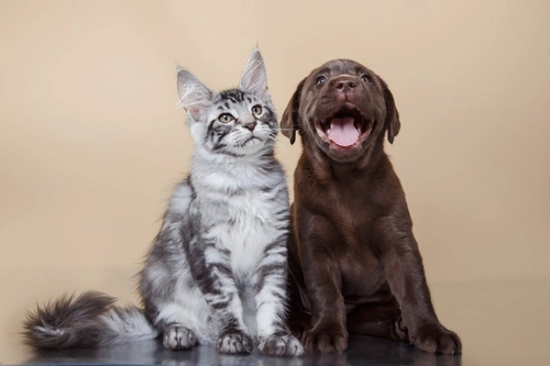 5 Key Differences Between Dogs and Cats You Should Know