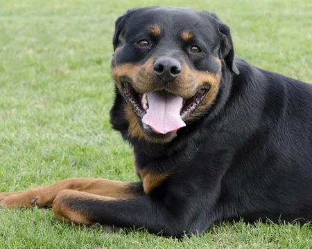5 Skin and Coat Problems That Can Irritate Your Rottweiler