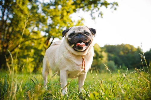 FAQs About Canine Cushing’s Disease and Syndrome