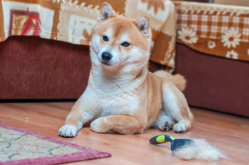 Grooming a Heavy-Shedding Dog: Managing a Blown Coat Effectively