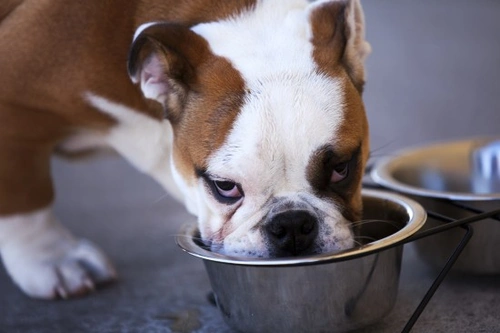 What is Polydipsia in Dogs? Causes, Diagnosis & Treatment