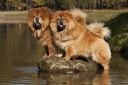 High Profile Dog Breeds and Their Health Risks