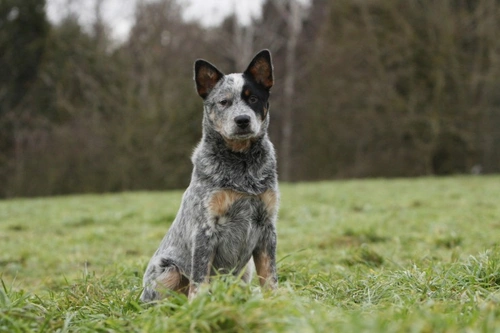 Genética en el apareamiento canino: impacto en líneas de raza