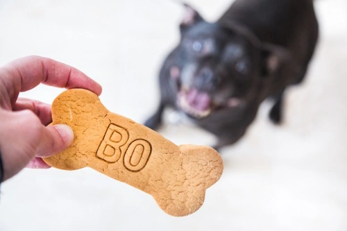 Equilibrando premios y comida para la salud de tu perro