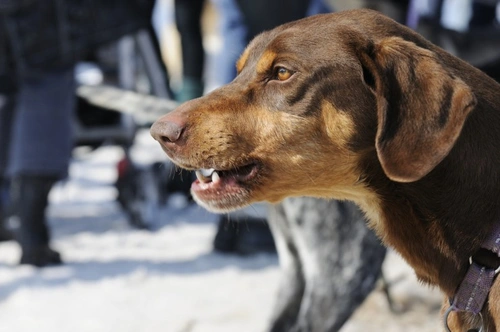 Por qué tu perro gruñe: comprenda la comunicación canina