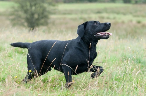 Show Lab vs Working Labrador: Key Differences Explained