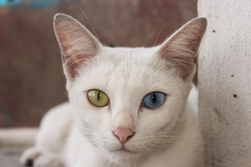 Unusual and Rare Cat Breeds You Should Know