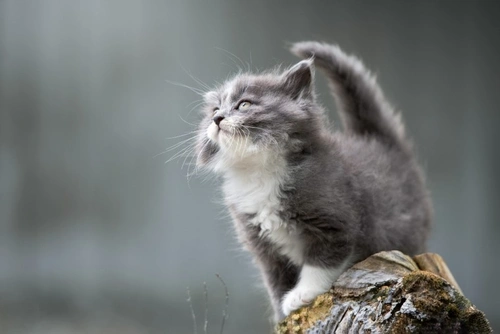 Can cats transmit the new Wuhan Coronavirus to humans?