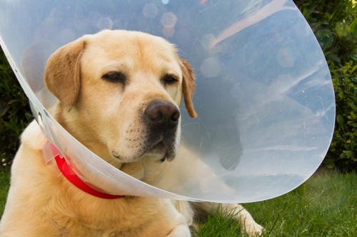 Elizabethan Collars for Dogs: Benefits and Alternatives