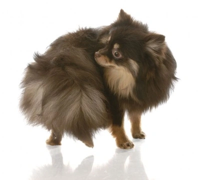 Understanding Dogs and Obsessive Habits