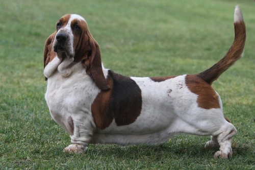 Basset Hound Health: Key Care and Longevity Tips