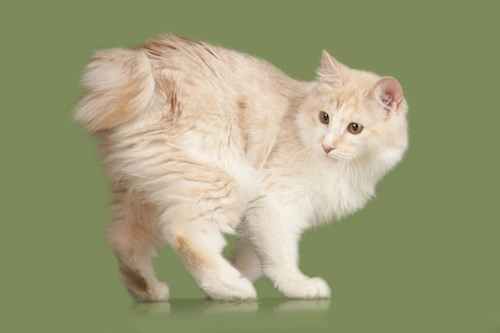 Complete Guide to Extraordinary Cat Breeds with Bobbed Tails