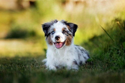 Alabama Rot in UK Dogs: Facts, Causes, and Protection Tips