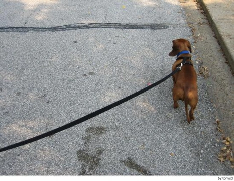Pasear perros