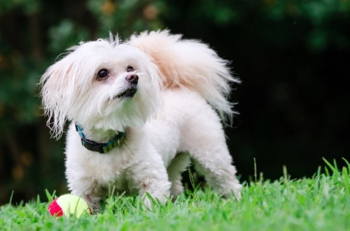 Maltipoo Puppy Temperament and Care: Traits Guide