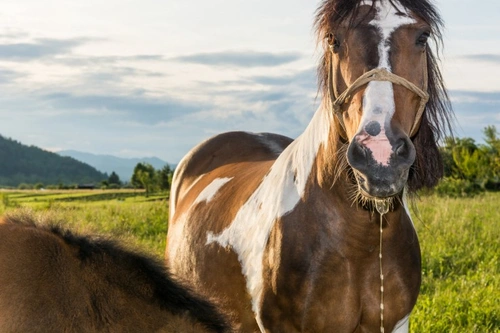 Why is My Horse Drooling Excessively? Causes and Care
