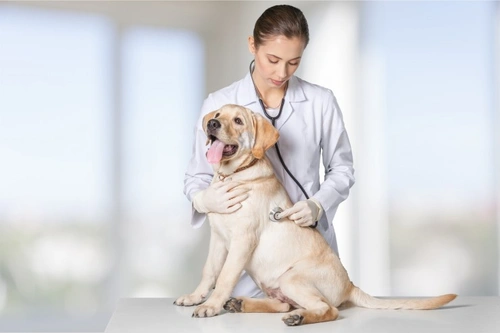Dogs and head pressing: an emergency symptom not to ignore