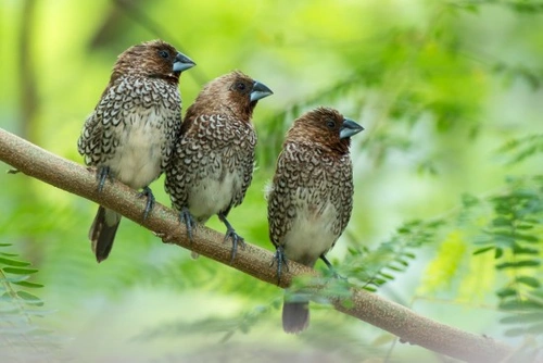 Bengalese, Mannikins and Silverbills: Caring Guide