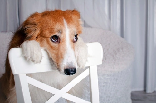 How to Stop Your Dog Urinating Inside After Going Out