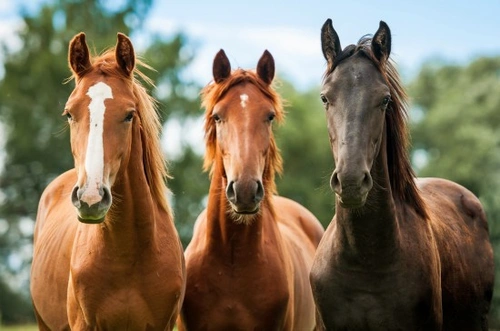 The Evolution of the Horse: What it Means for Owners