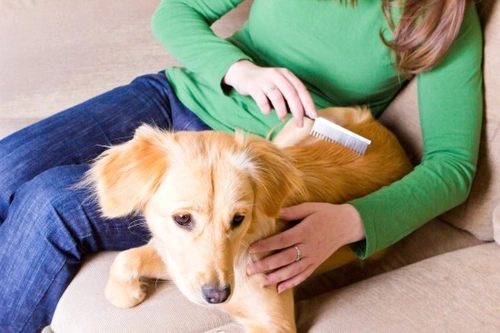 Basic Grooming Tips for Dogs: Easy Care Guide