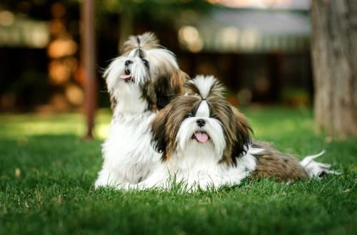 7 Vet-Approved Steps to Keep Shih Tzus Safe This Summer