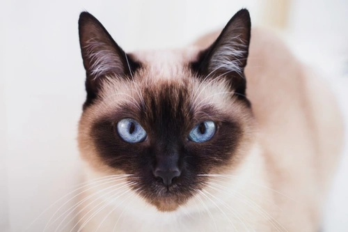 10 Interesting Facts About Siamese Cats in the UK