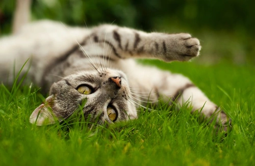 Lungworm in Cats: Risks, Symptoms & Prevention