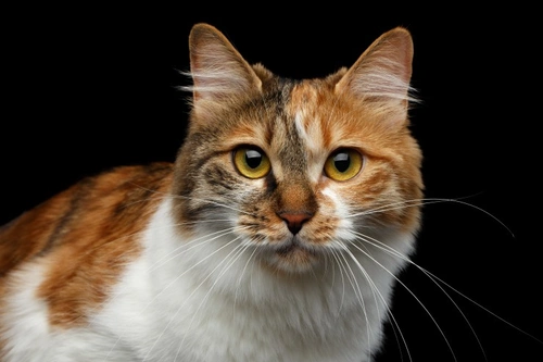 Epistaxis in Cats: Causes, Diagnosis & Care Explained